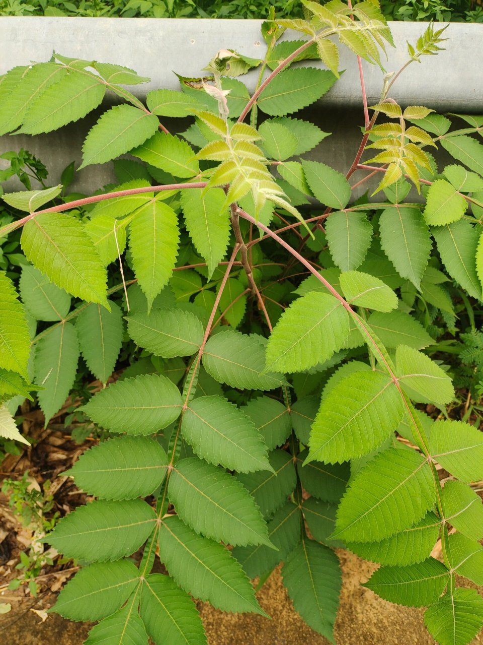 [47]每天认识一种植物—盐麸木 91别名:盐肤木,五倍子,五倍子树,五