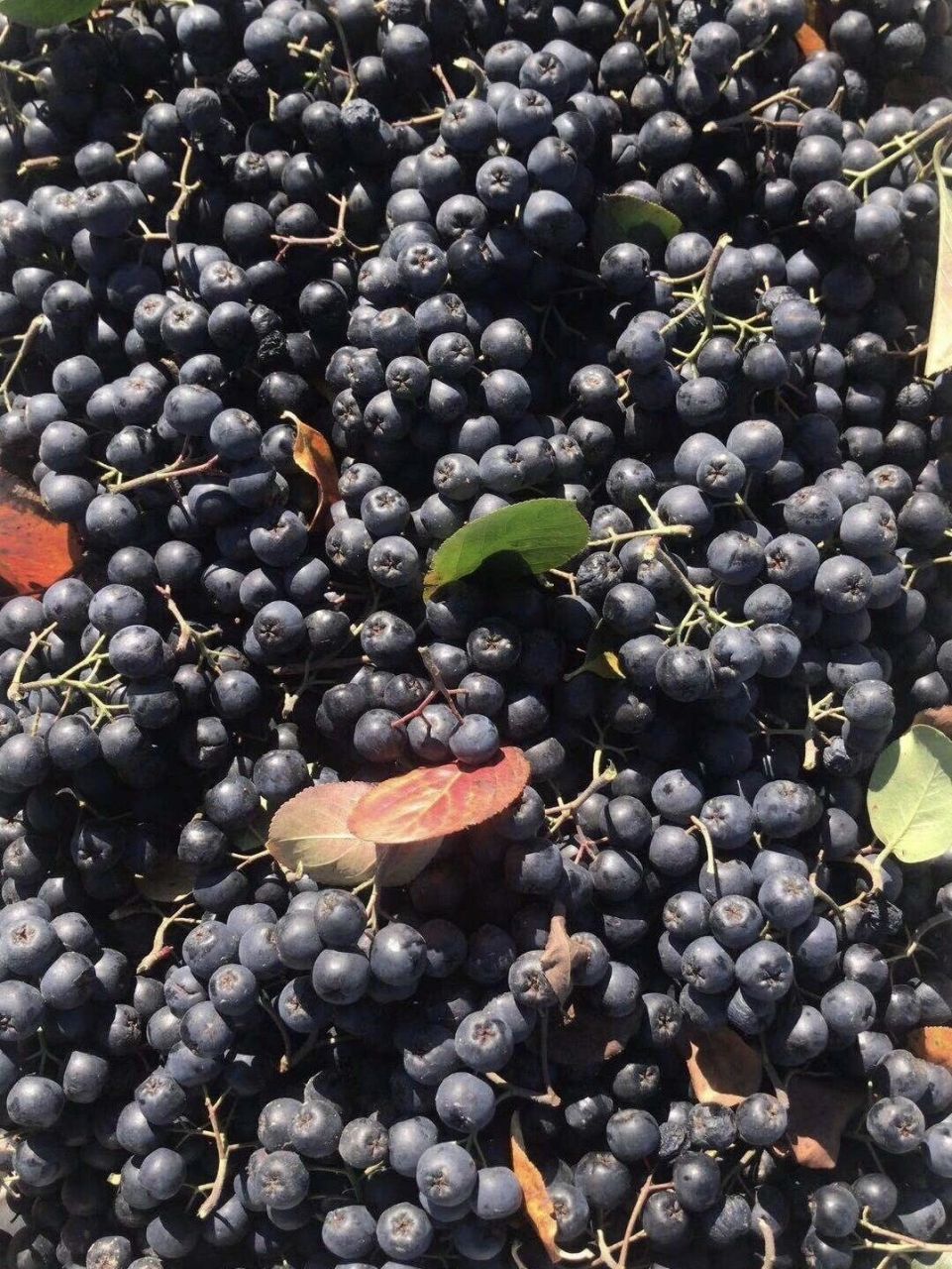 《黑果花楸(野樱莓)不老莓》 黑果腺肋花楸,又名黑果花楸,野樱莓,不老