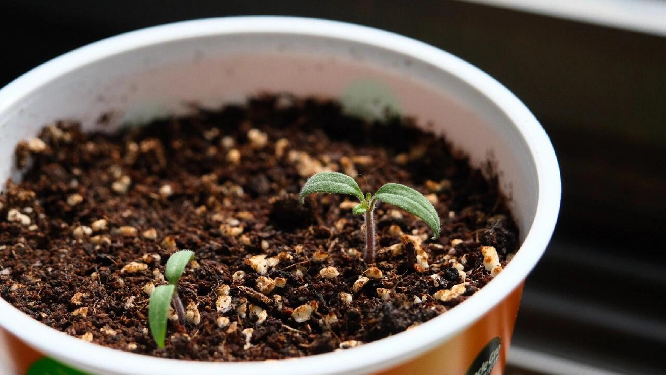 各位刘亦菲,小番茄盆栽发芽后可以直晒吗 种了两周小番茄,昨天终于有