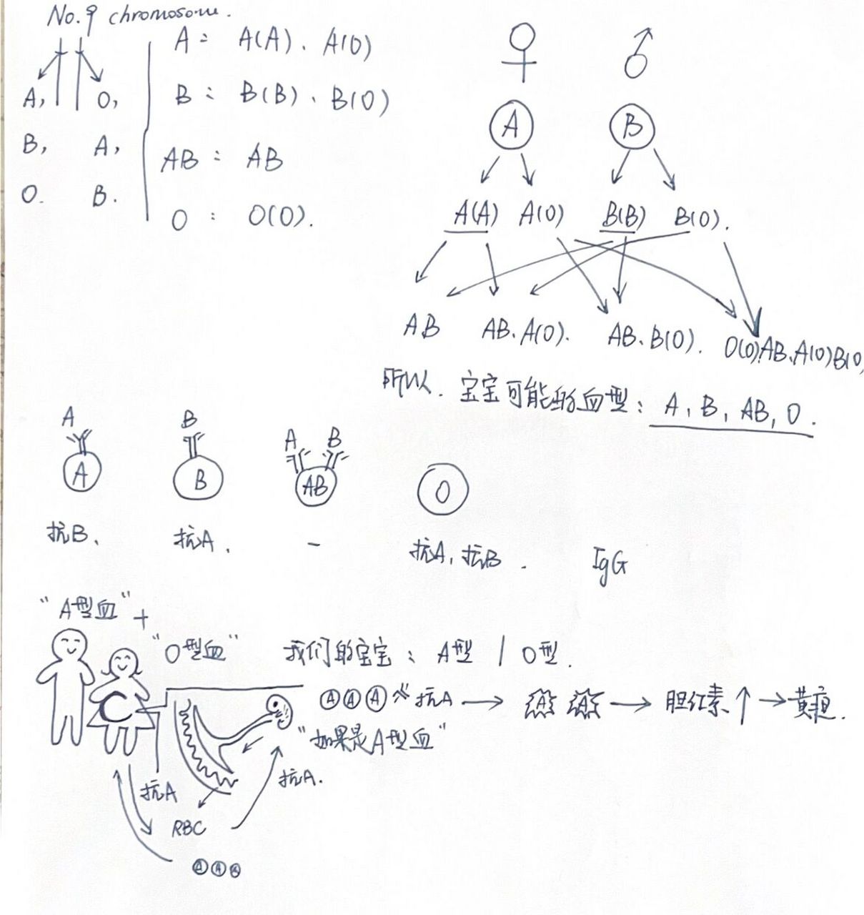 abo血型遗传图片