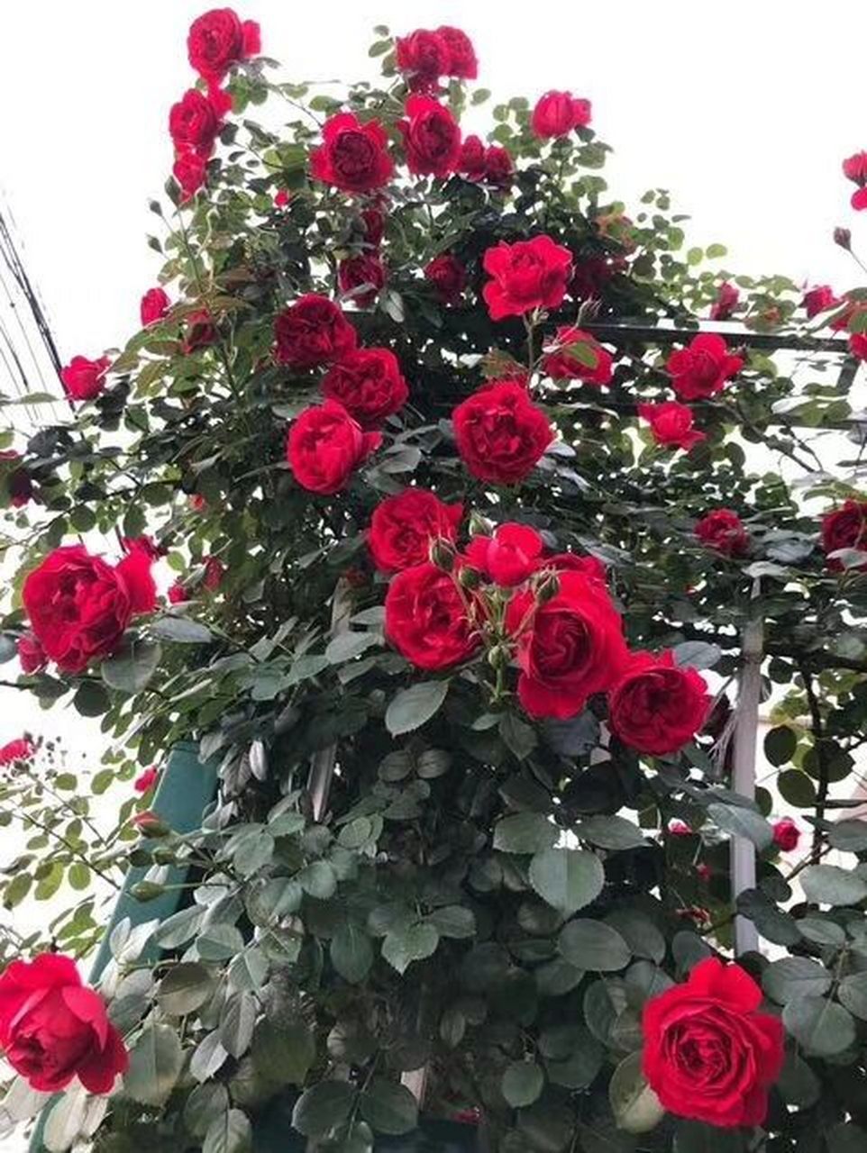 佛罗伦萨蒂娜 佛罗伦蒂娜( florentina),是一款红色藤本月季,植株长势