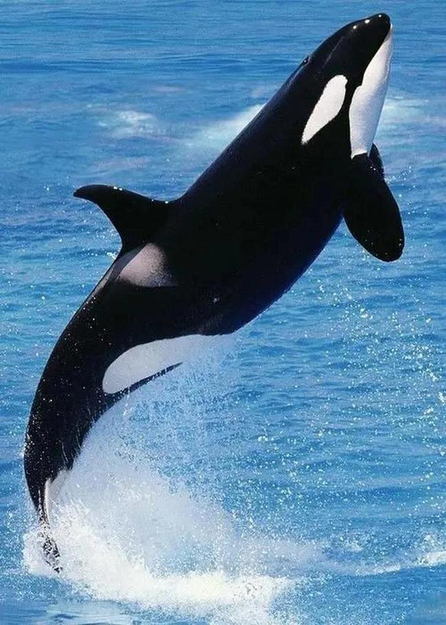 虎鲸 虎鲸,是鲸偶蹄目海豚科虎鲸属哺乳动物.