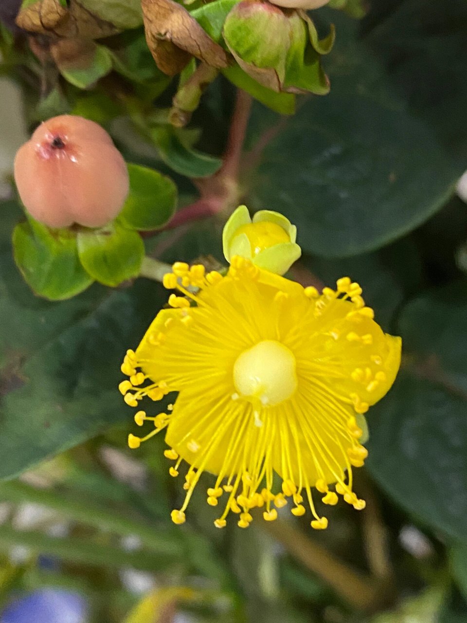 相思豆开花啦! 红豆生南国,春来发几枝,愿君多采撷,此物最相思.