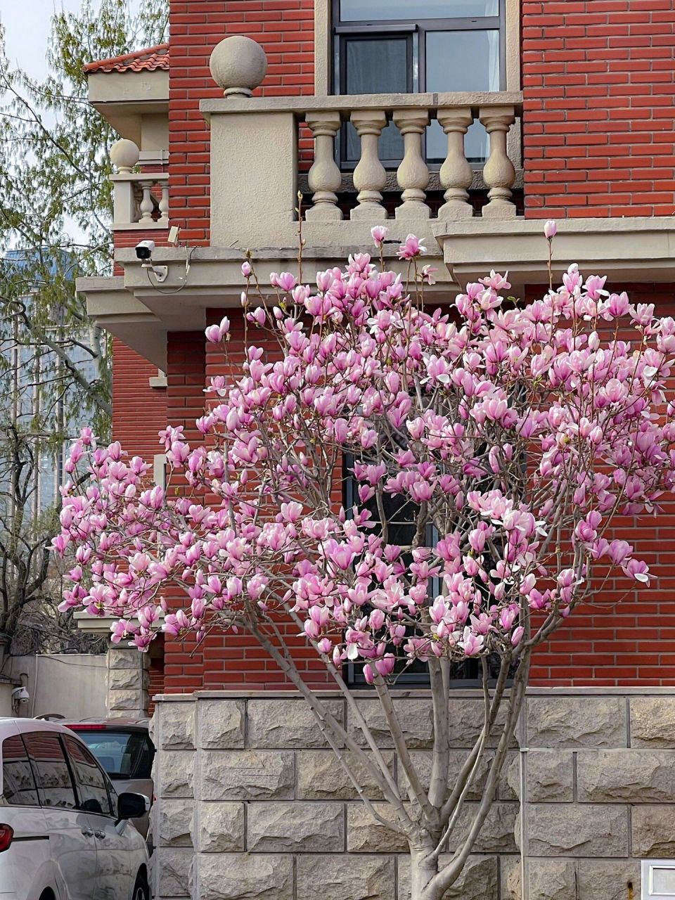 16实拍95玉兰初绽美丽但费腰 睦南公园的这几棵大玉兰树, 每年都是