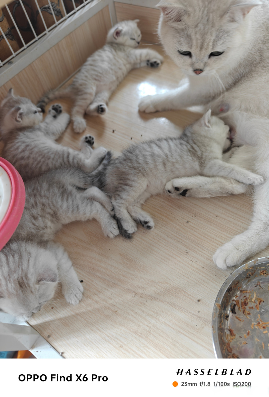 送几只小猫?金华地区粉丝优先!喜欢的可以私信我哦.