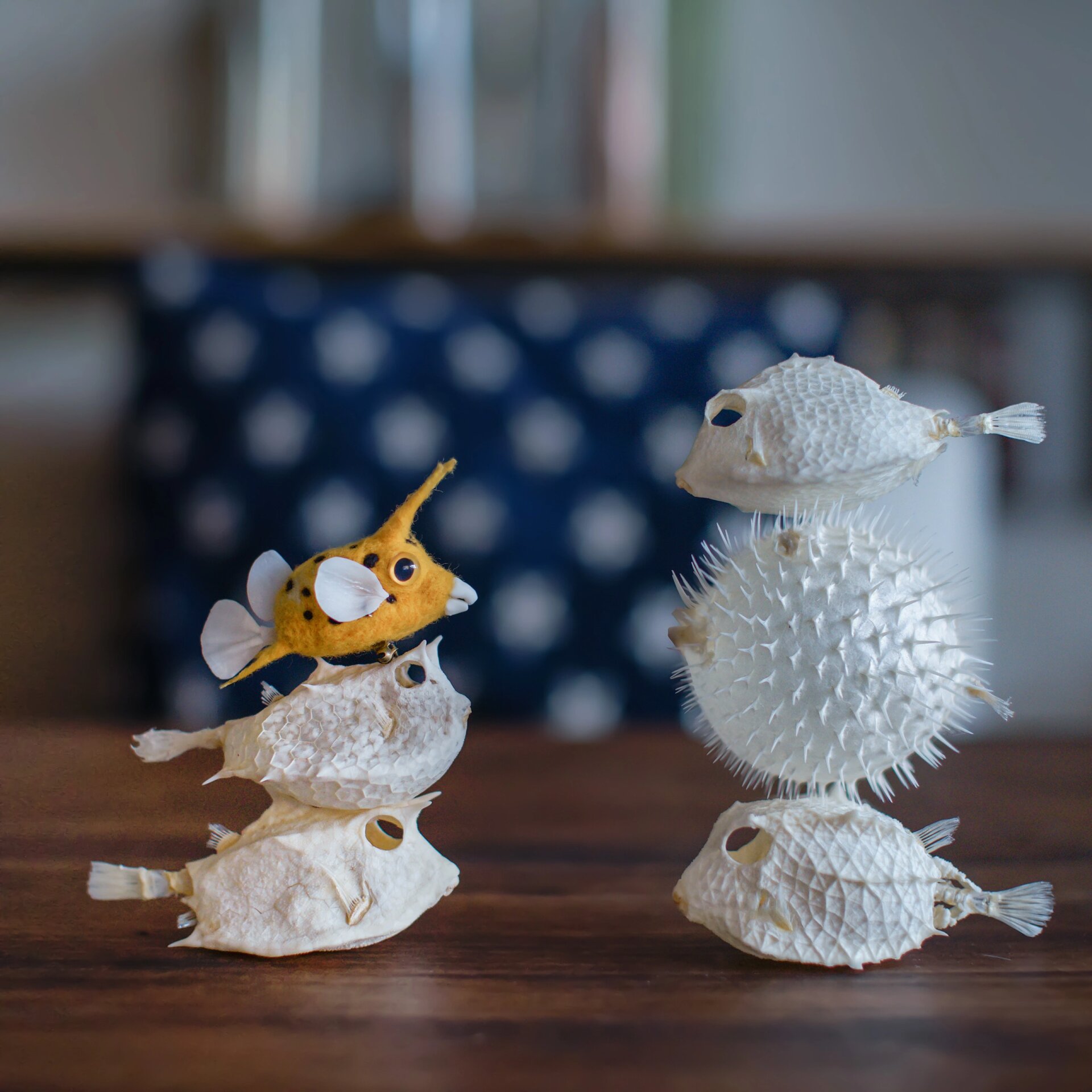 没有人不喜欢小箱豚