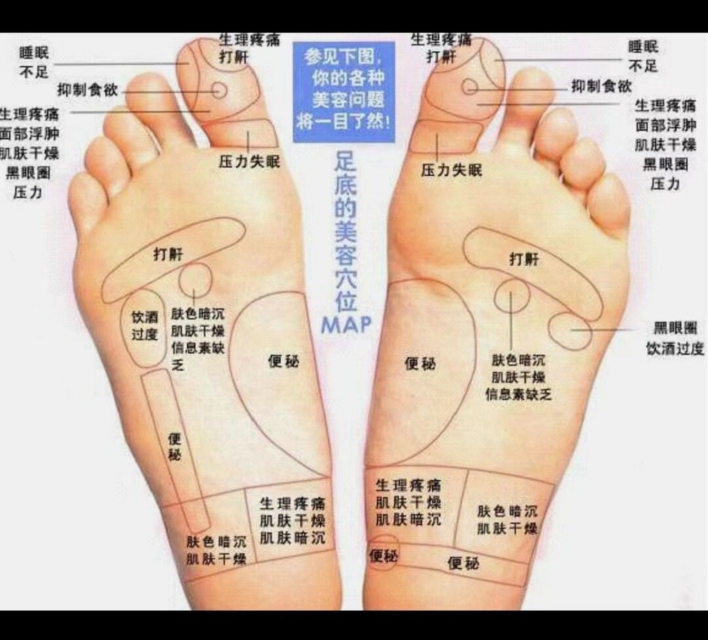 脚的五脏六腑分布图图片