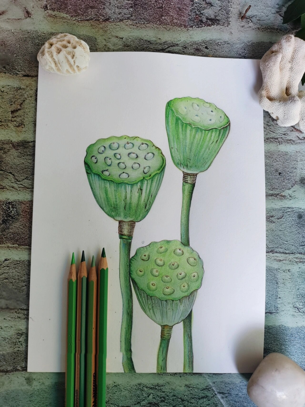 彩铅原创手绘:莲蓬,绿色控最爱