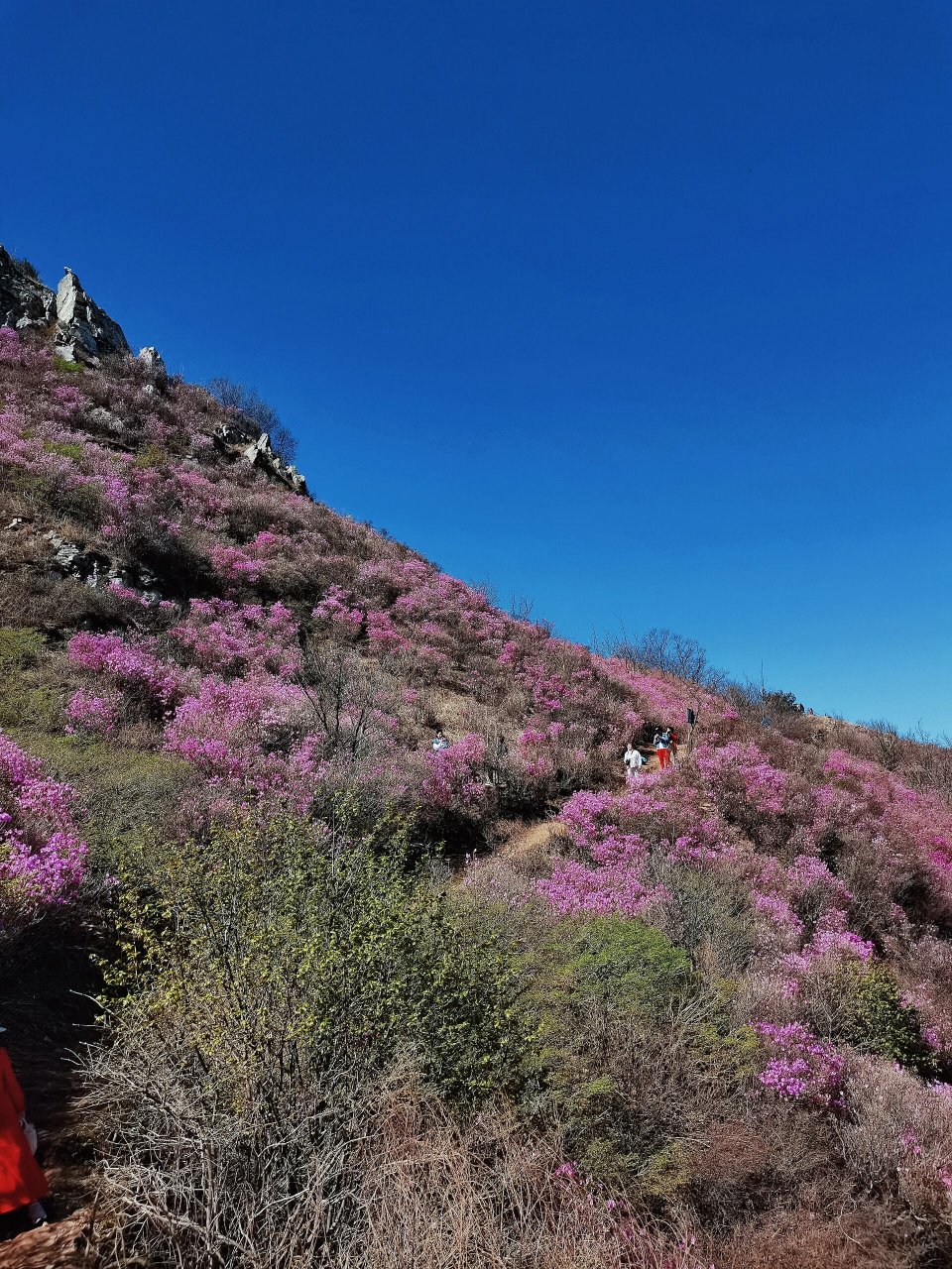 大连大黑山杜鹃花海 今天走了至少16公里 67不发几张照片就辜负了