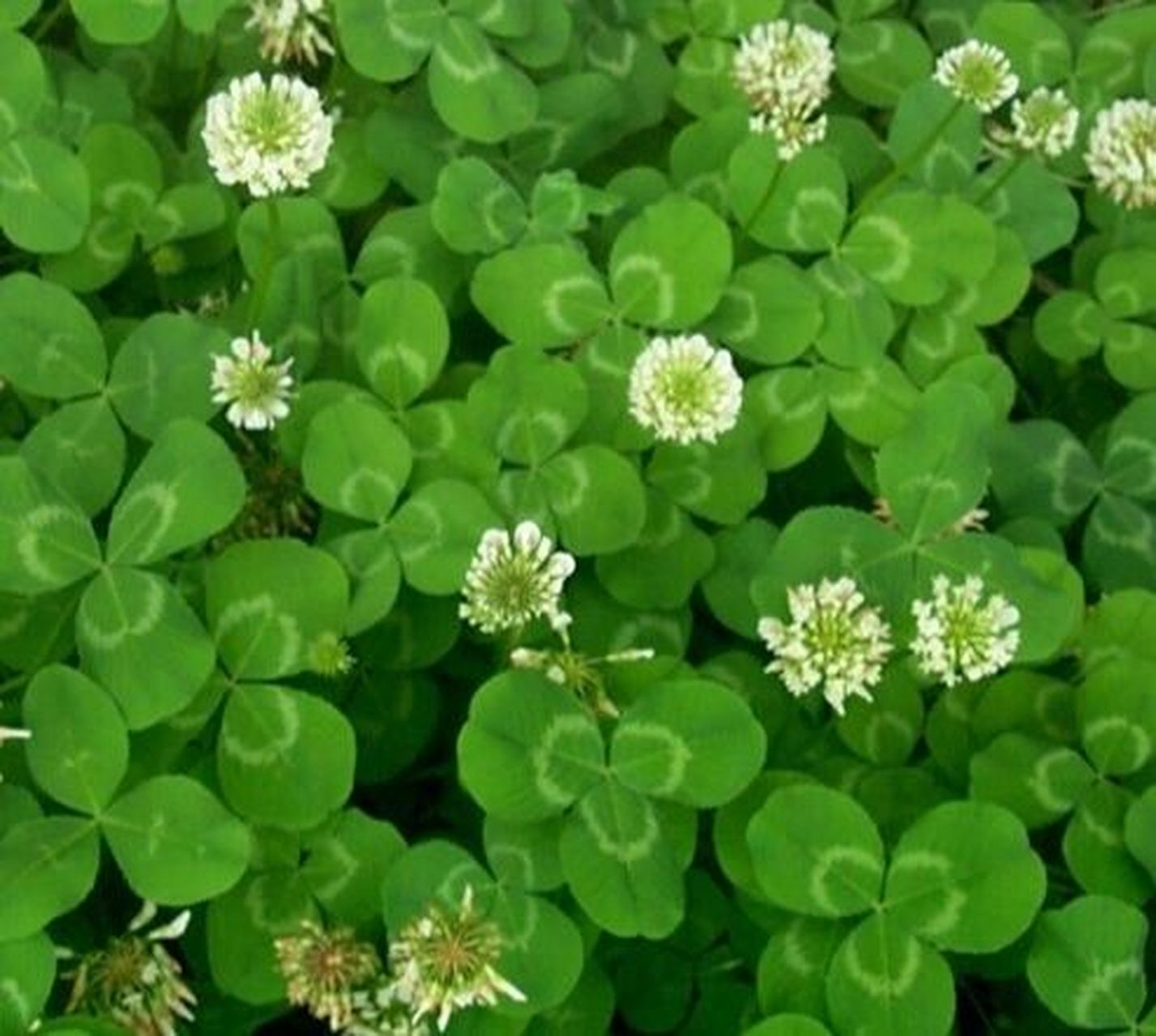 60156015问题来了 三叶草就是酢浆草?