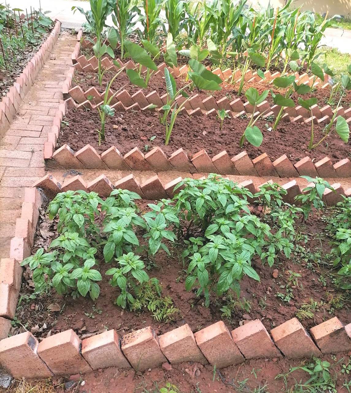 做这样的菜园真的不用多少钱,砖块才5毛一块.