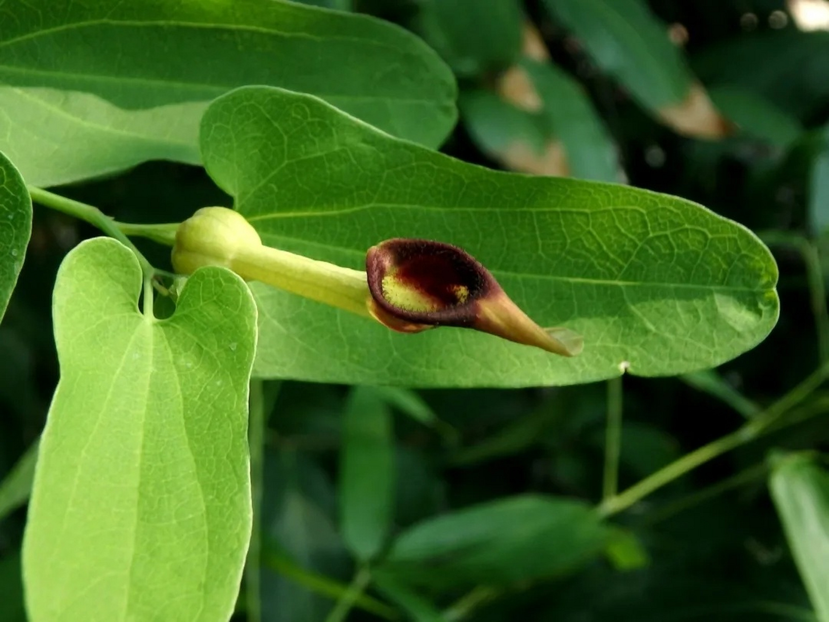 每日一药(行气药～青木香) 性味归经 辛,苦,寒,小毒.归肺,胃经.