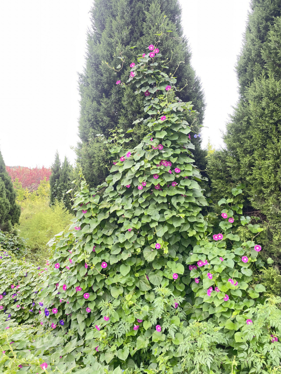 牵牛花 学名:牵牛花别名:喇叭花花语:永固的爱情和名誉,顽强,不屈不挠