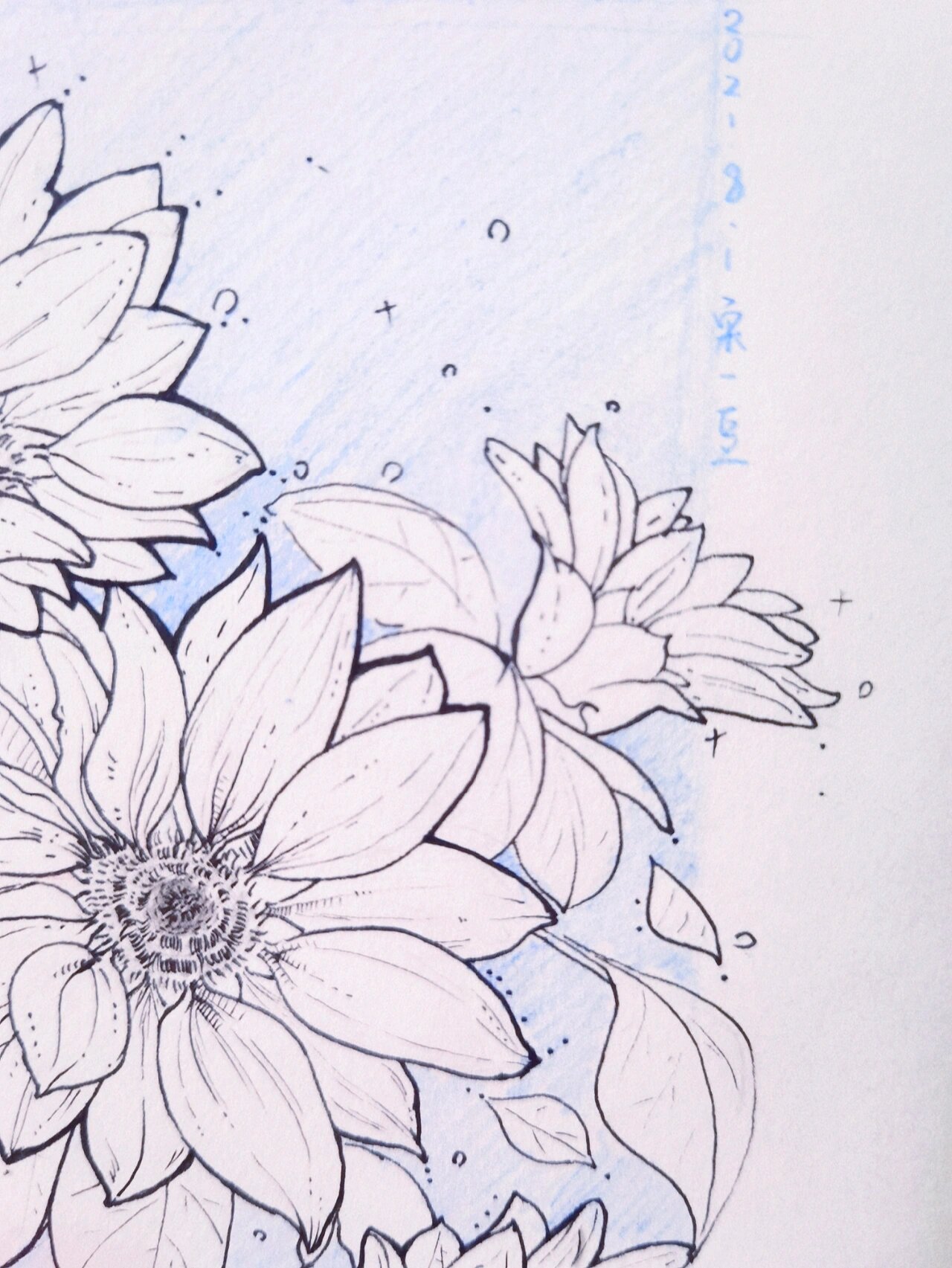 手绘花朵94 | 向日葵 黑白画线稿一直是弱项,多点画咯