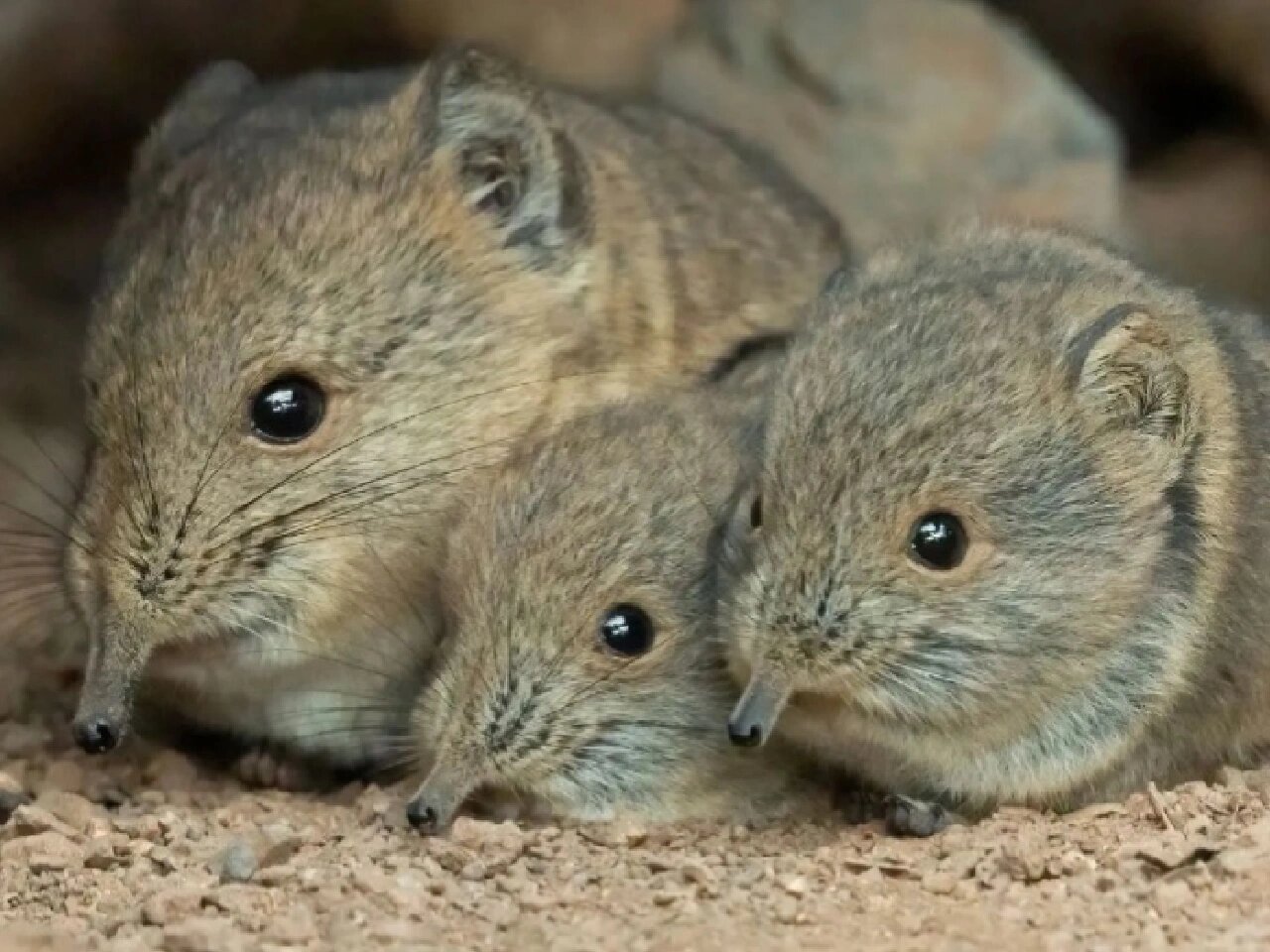每天看看小动物98象鼩
