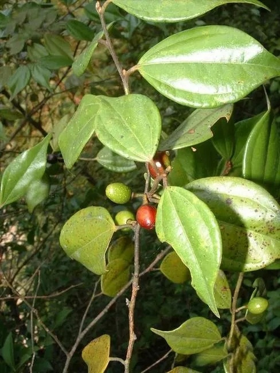 每日一药(行气药～乌药) 性味归经 辛,温.归肺,脾,肾,膀胱经.