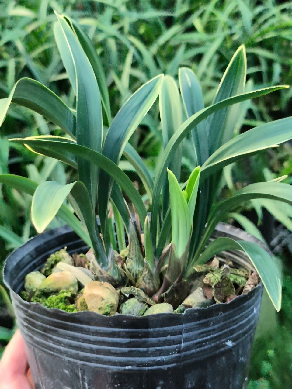 植物分享家--建兰矮种四季达摩边艺带花 四季达摩 四季达摩,是建兰的