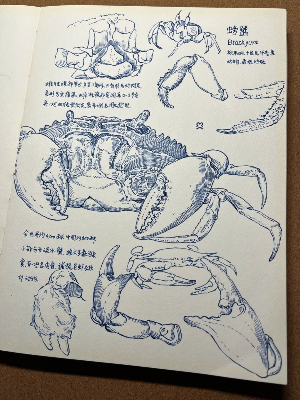 螃蟹的简单画法笔记 螃蟹在剥我的壳,笔记本在写我.