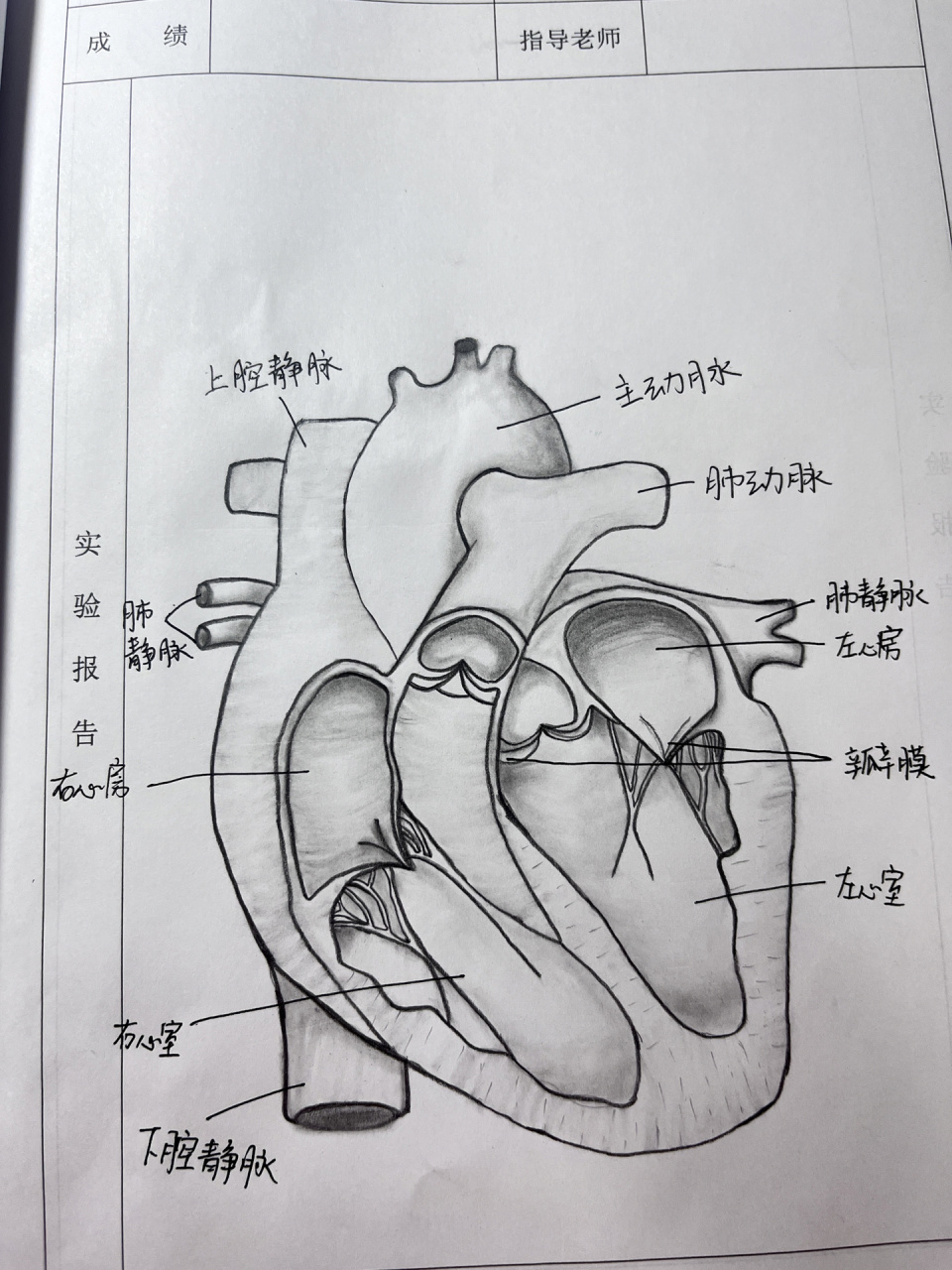 心脏图手绘初一图片
