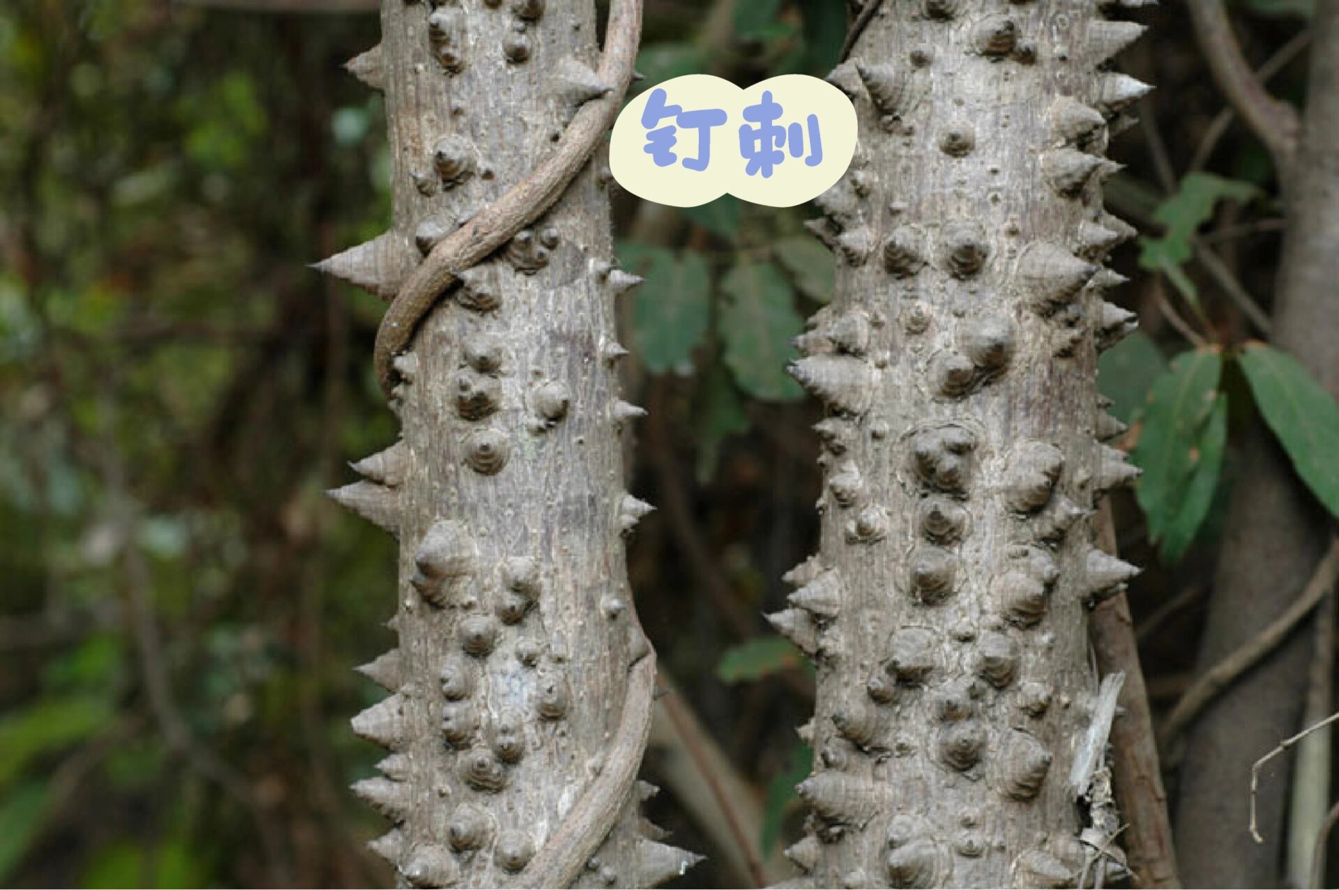 高棉木图片