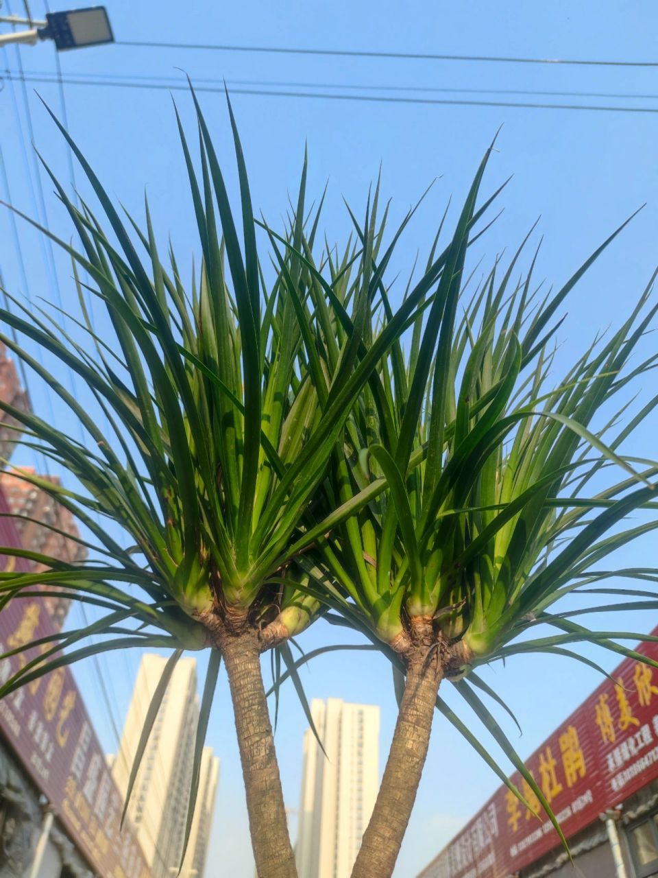 黑珍珠龙血树‖最长寿的树之一 花语:延年益寿   多福   健康 这款