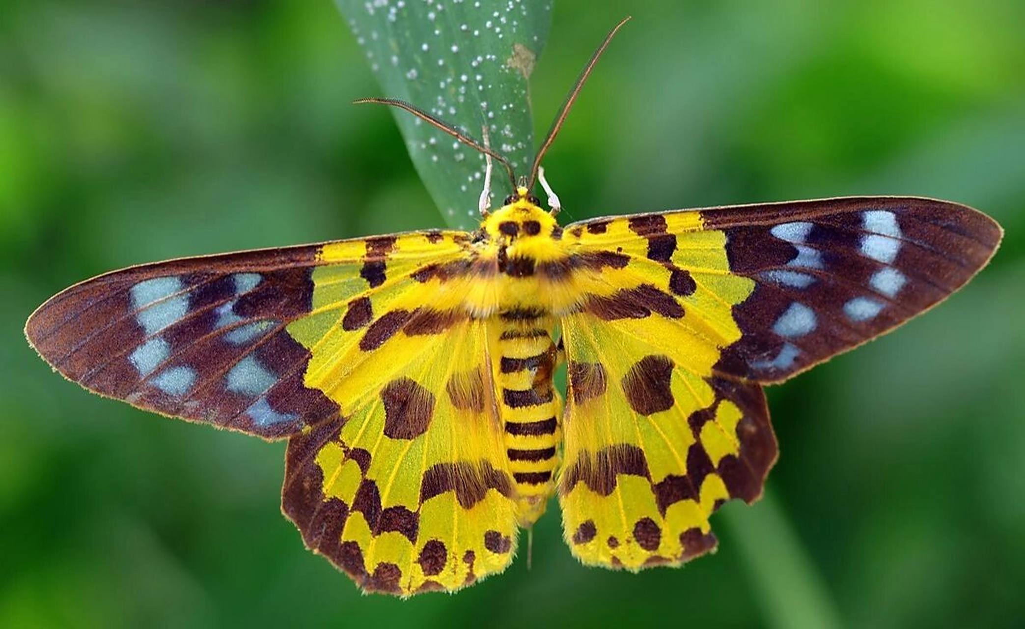 豹纹舞者——豹尺蛾 豹尺蛾( dysphania militaris