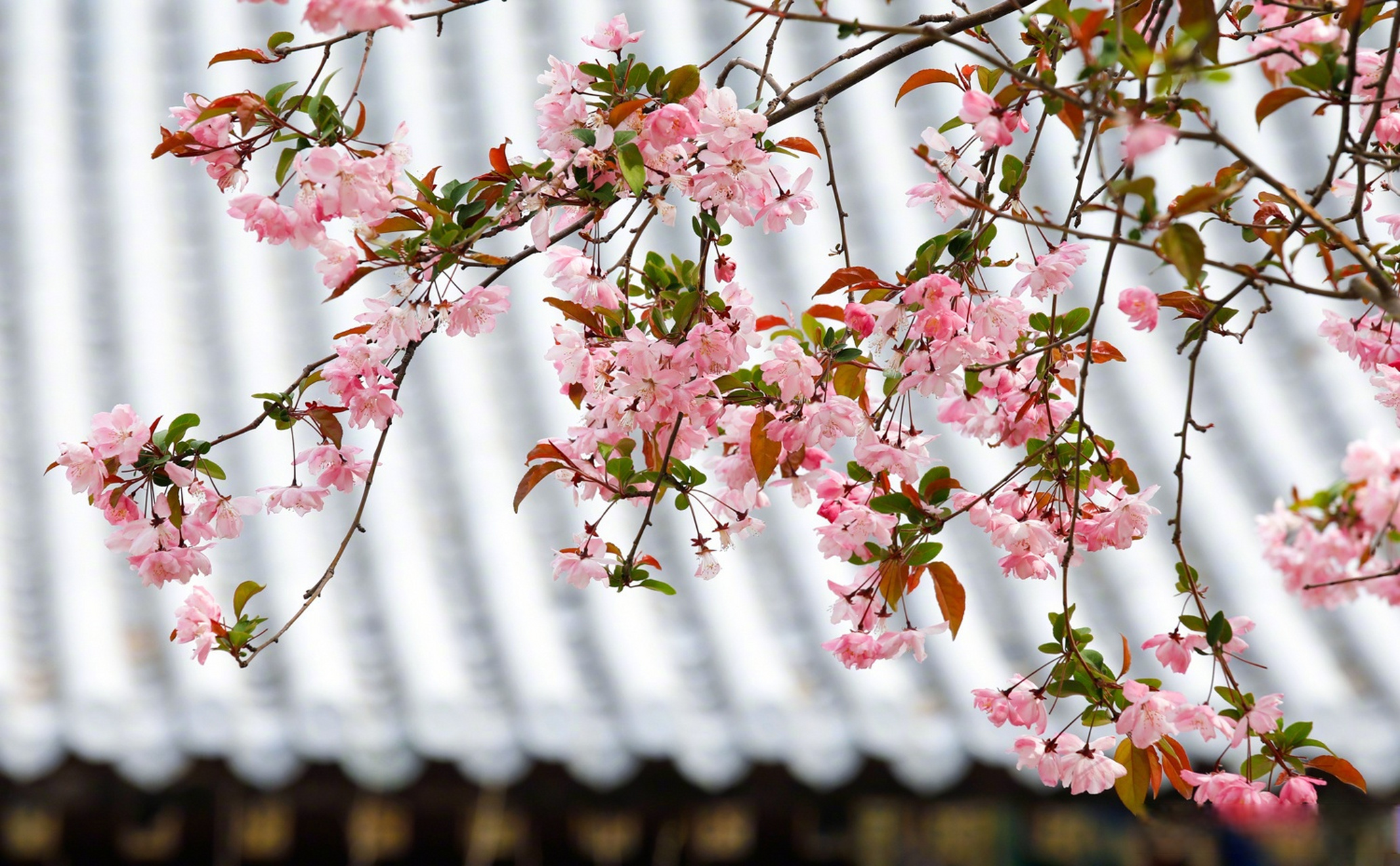 春日限定壁纸上新#【#仲春赏花图鉴#】仲春时节,草木萌芽,绿意蔓延