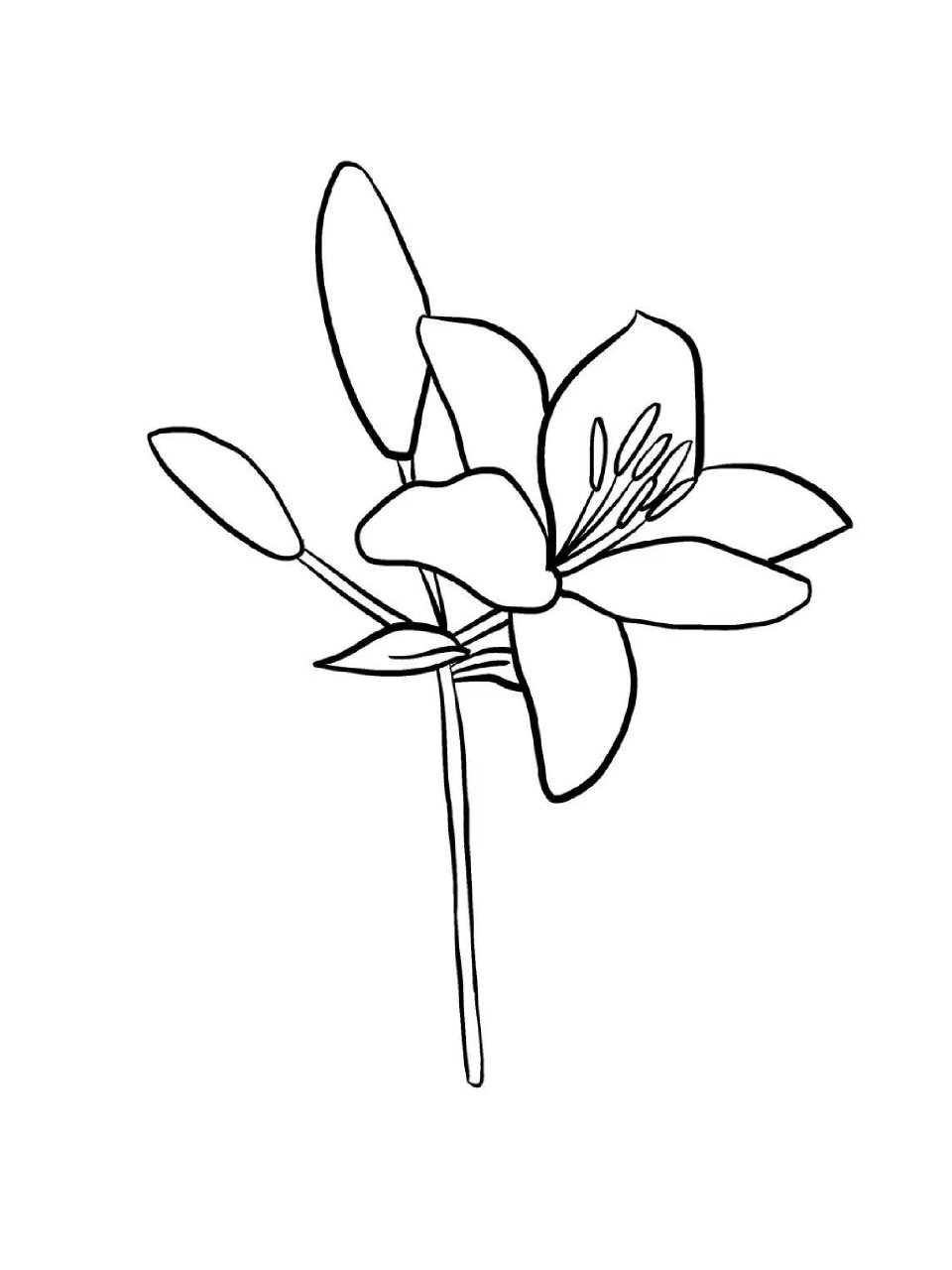 【植物篇】-百合花