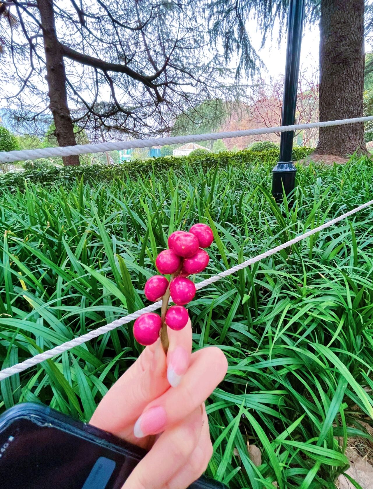 吉祥草开花你见过吗?