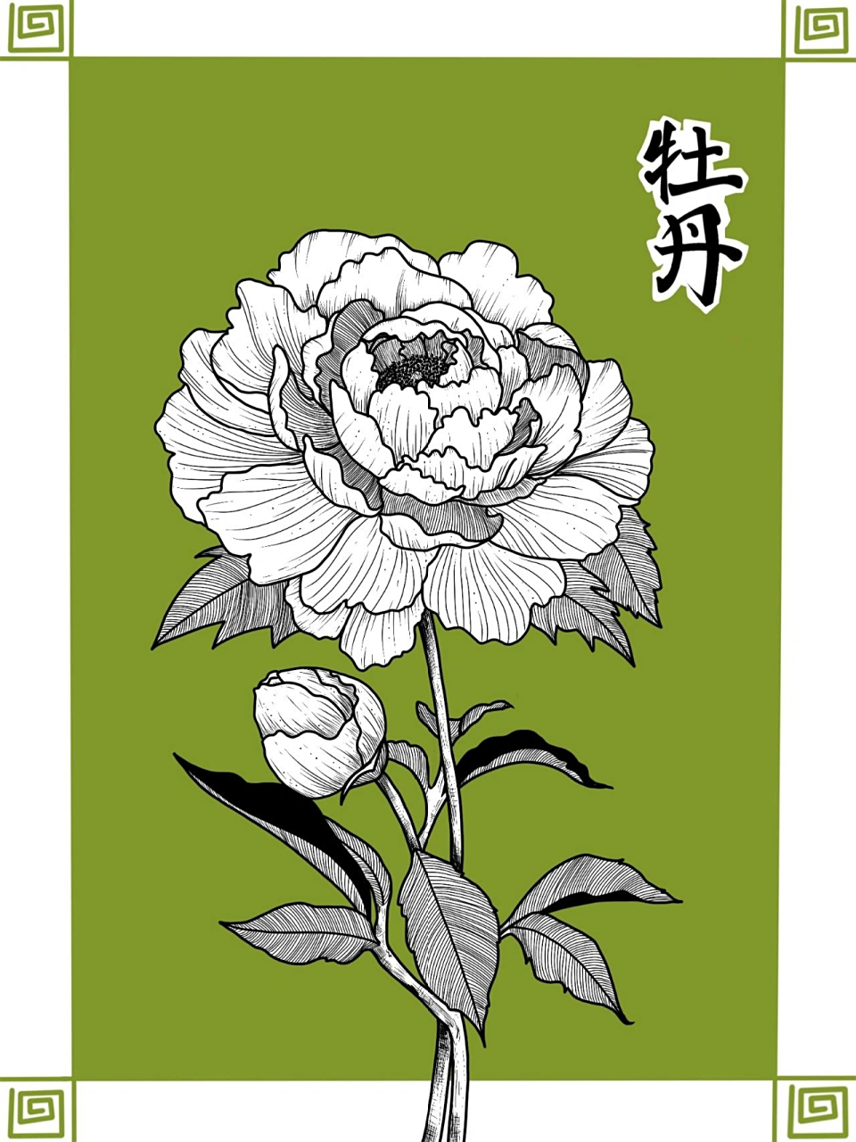 【线描花卉—牡丹】内附具体步骤图 93牡丹: "唯有牡丹真国色,花开