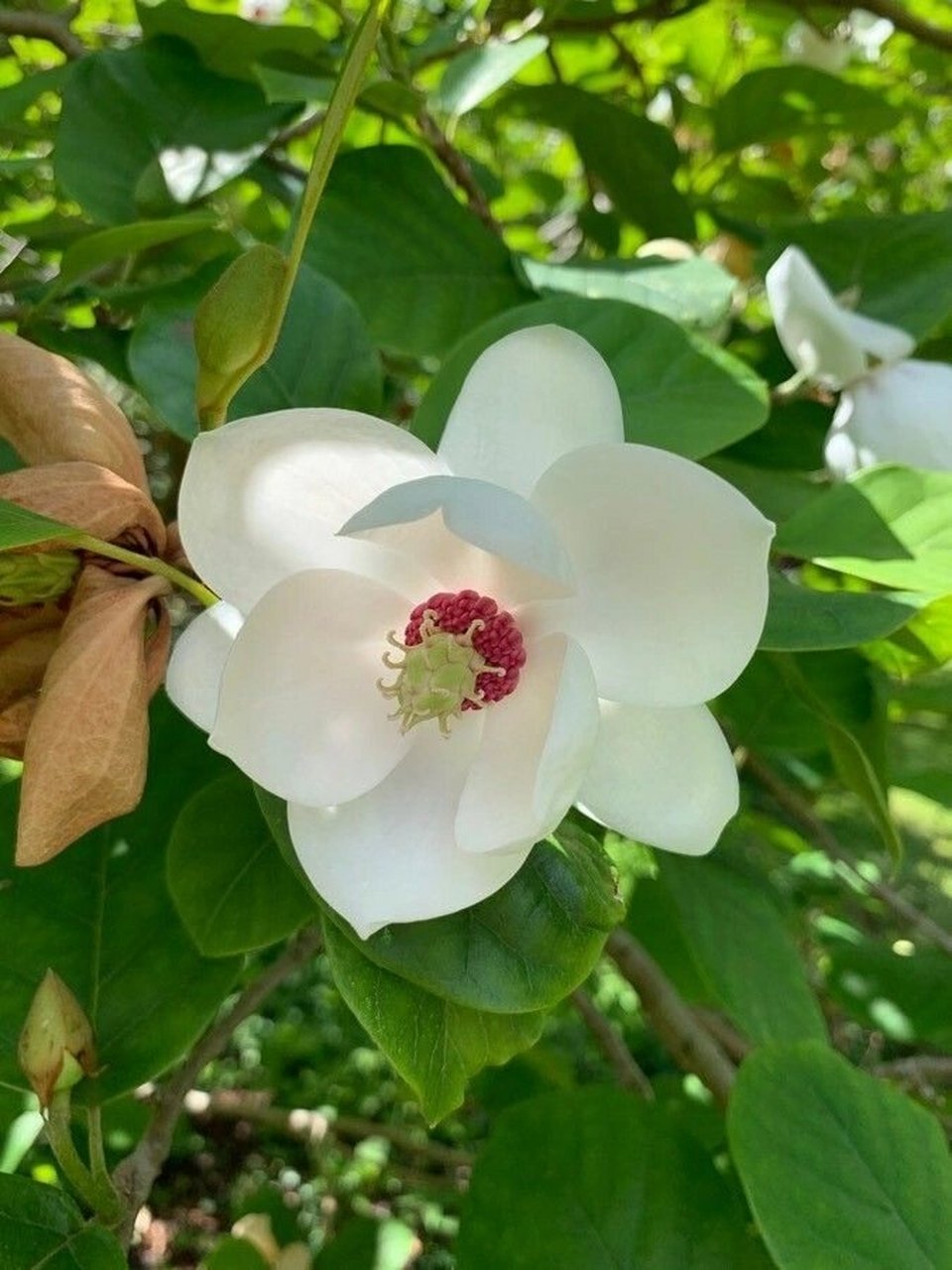 天女花│木兰科│每日识花│第211天 天女花(木兰科天女花属) 木兰科