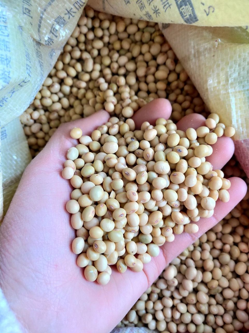 这16斤黄豆也很高品质,是我们家88岁的老祖宗用手剥出来的(其他的都是