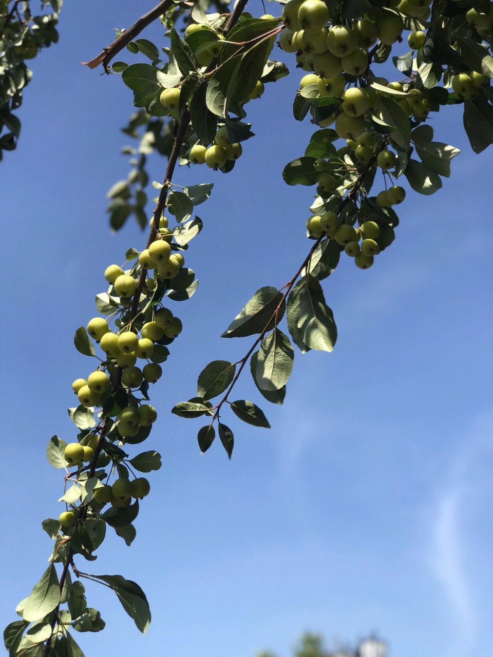 偶遇野生山楂树