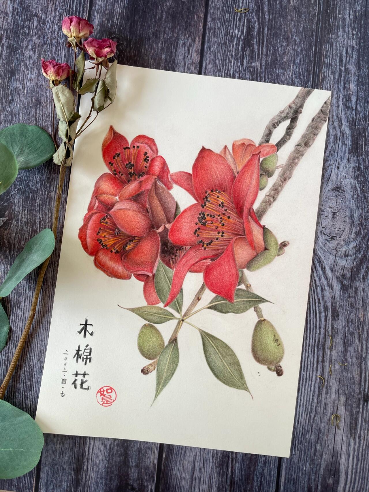 彩铅手绘木棉花