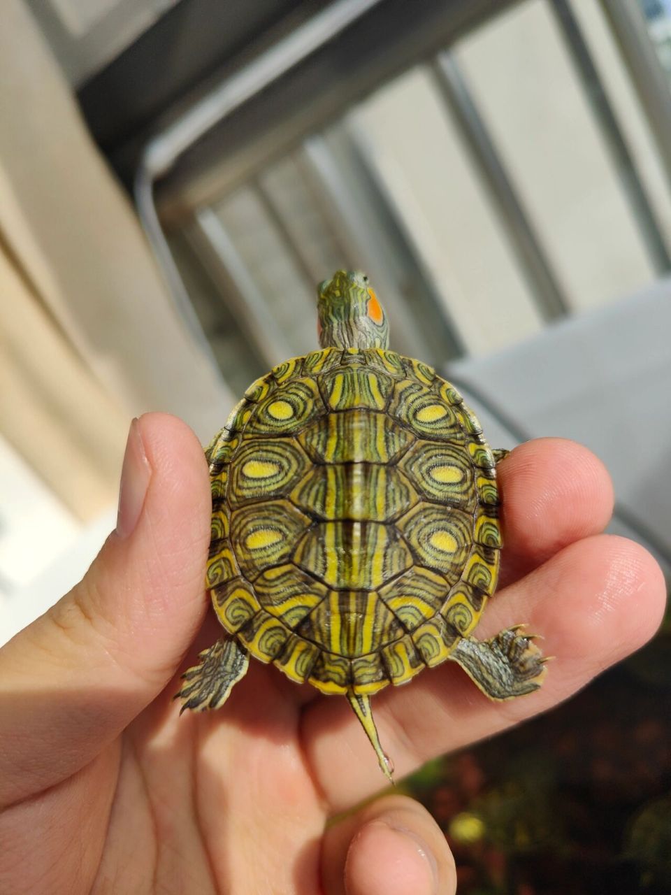 不一样的巴西龟——格兰德彩龟