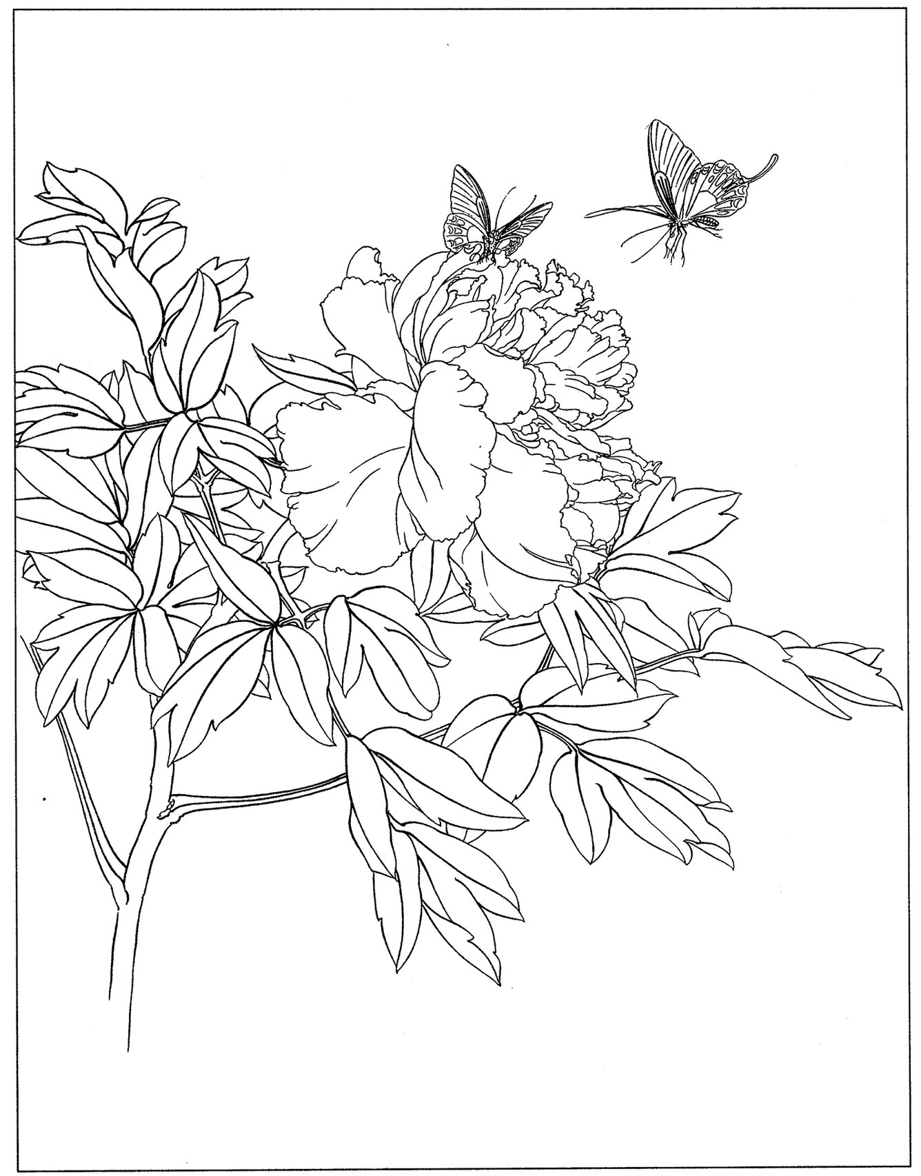 每日艺赏|白描牡丹线稿分享(二