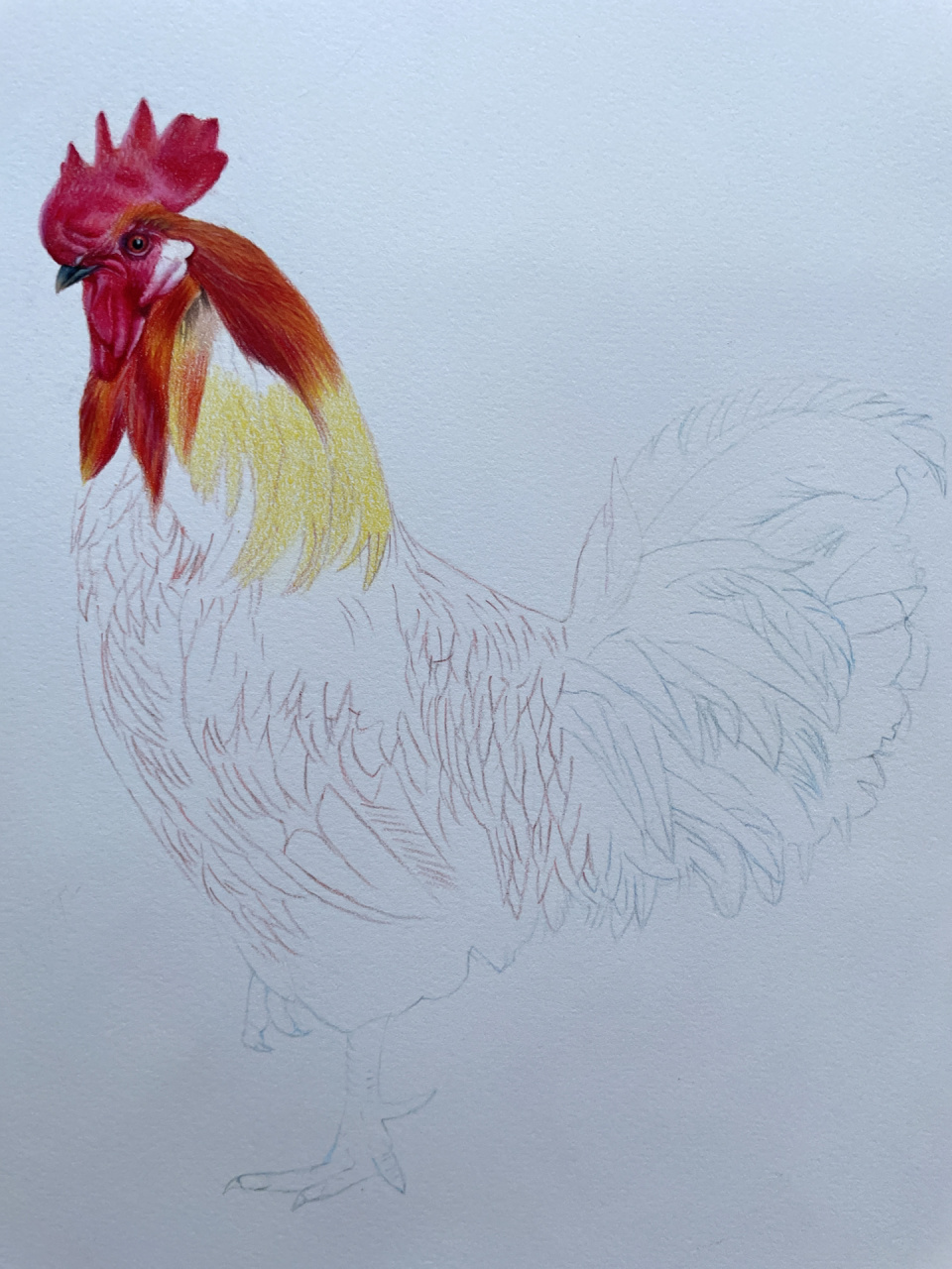 彩铅画大公鸡,大鸡大利hong运当头,画好了