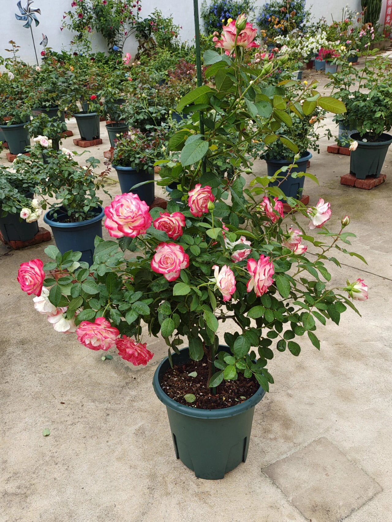 月季摩洛哥公爵