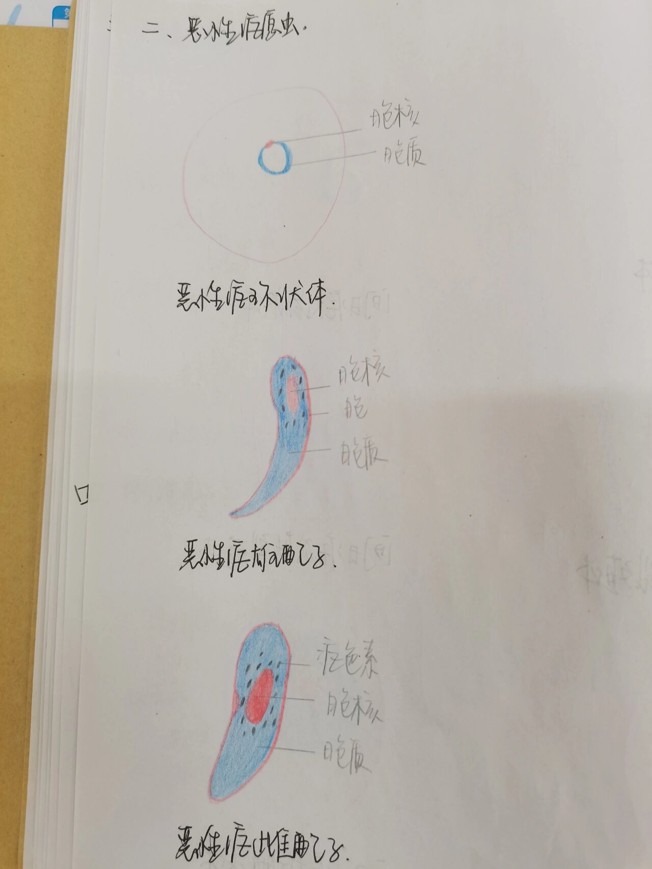 间日疟原虫滋养体图片