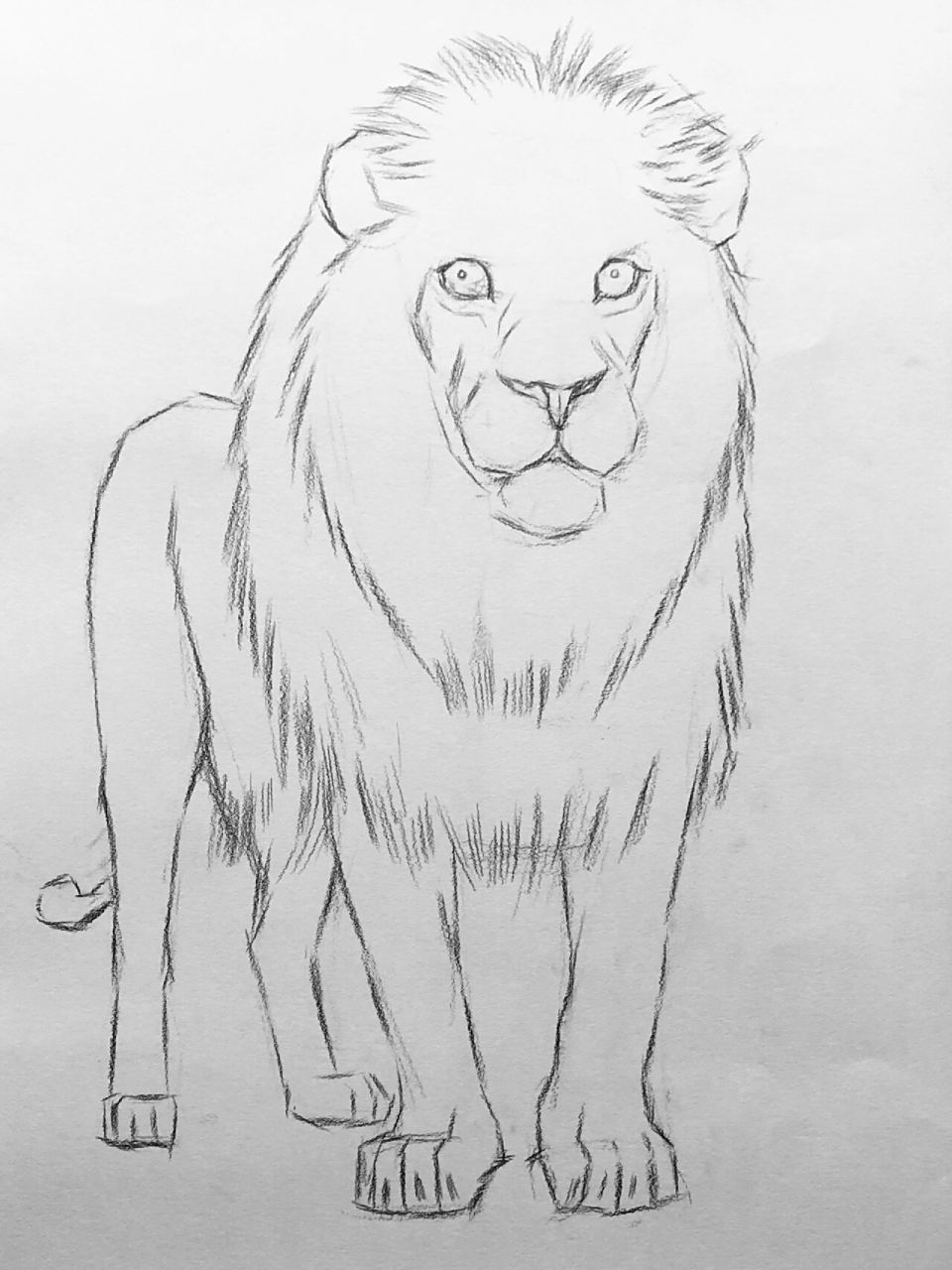 素描动物狮子绘画步骤