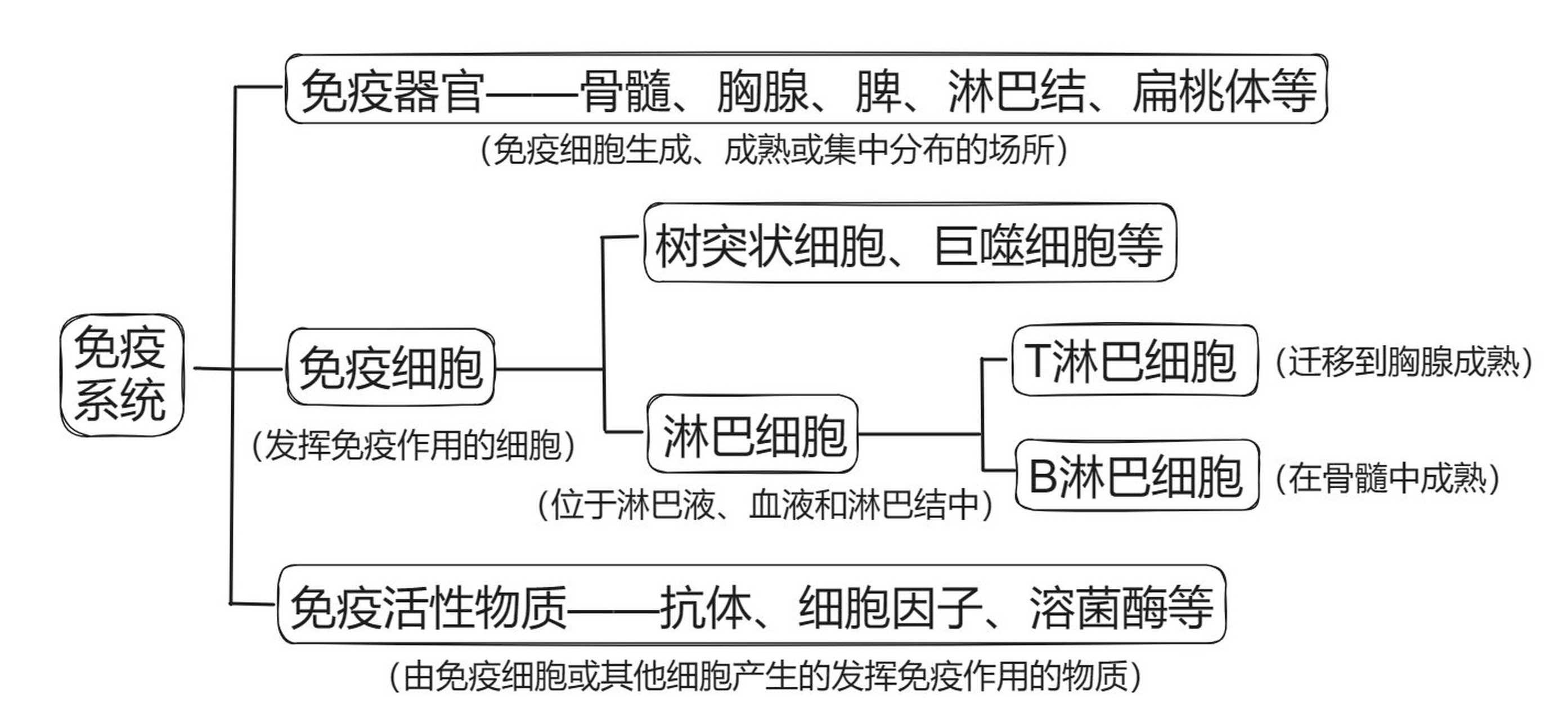 高中免疫系统图解图片