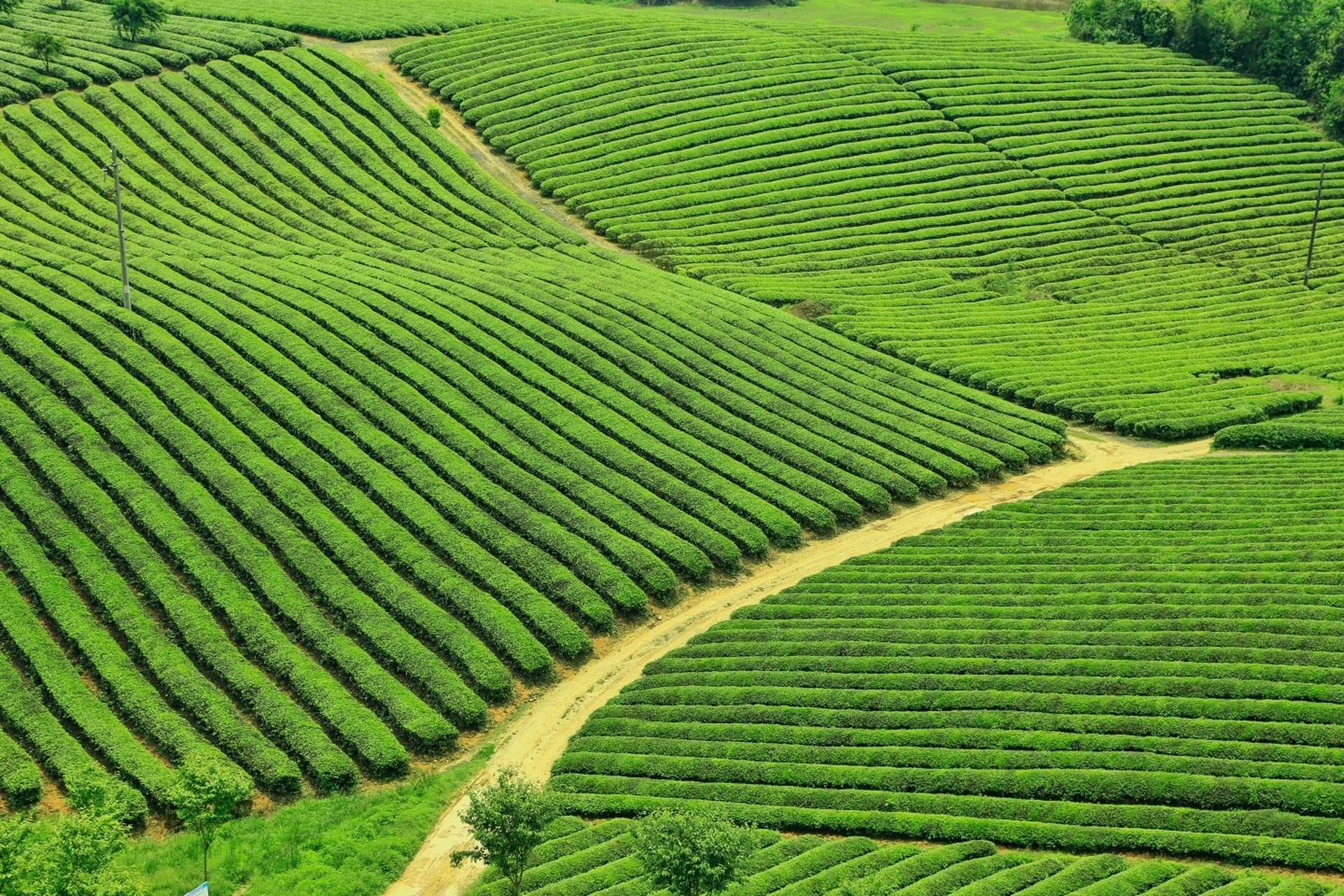 中国茶海景区,是个全景域开放式景区.