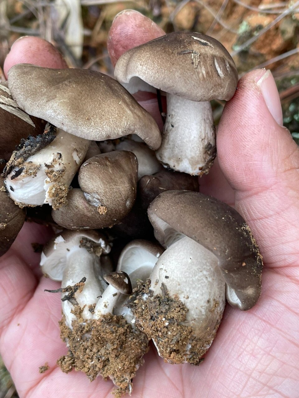 我妈说这是冻菌?可以吃?