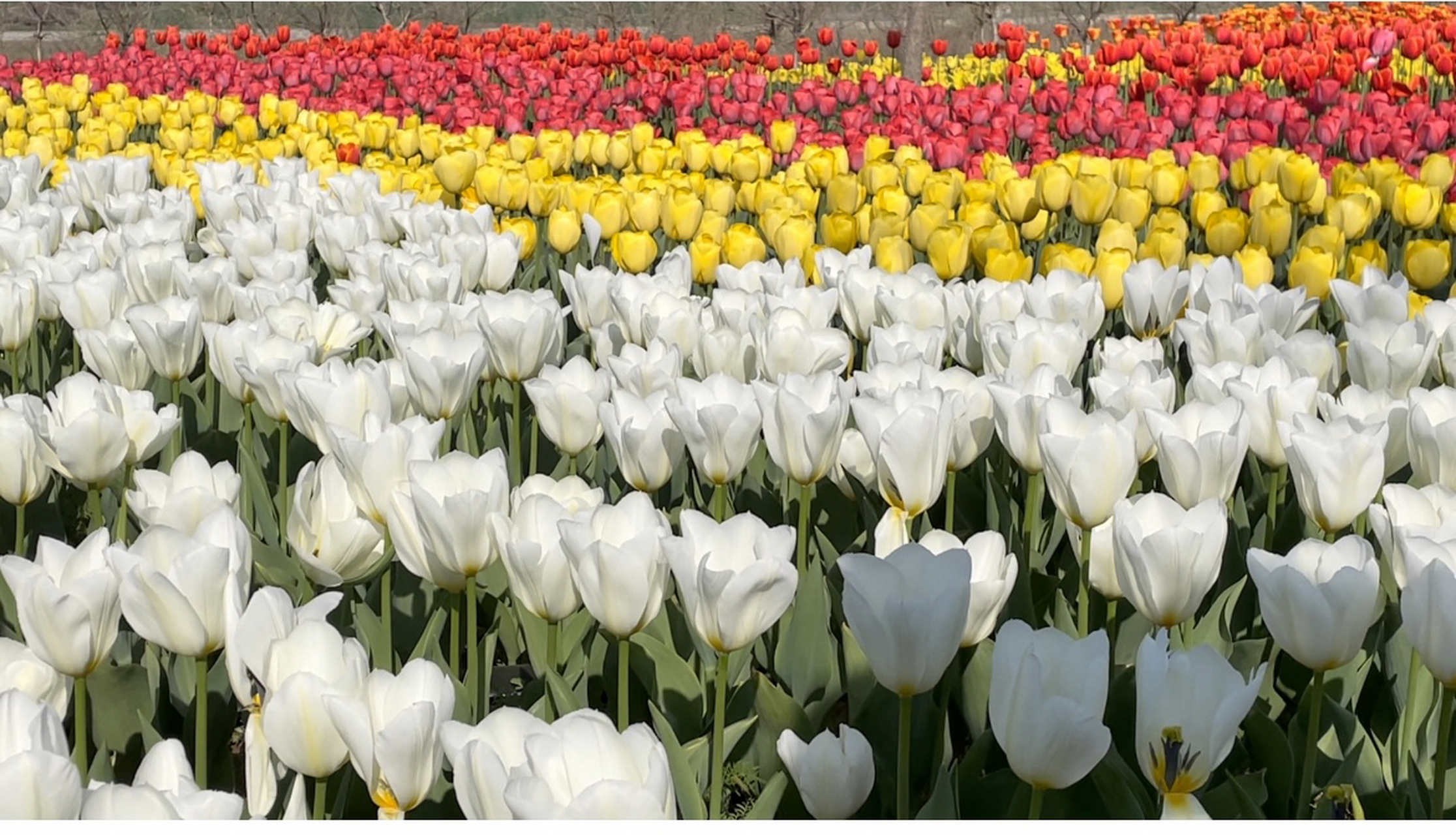 打卡潍坊安丘齐鲁酒地郁金香花海93 今年郁金香93非常火爆,潍坊人