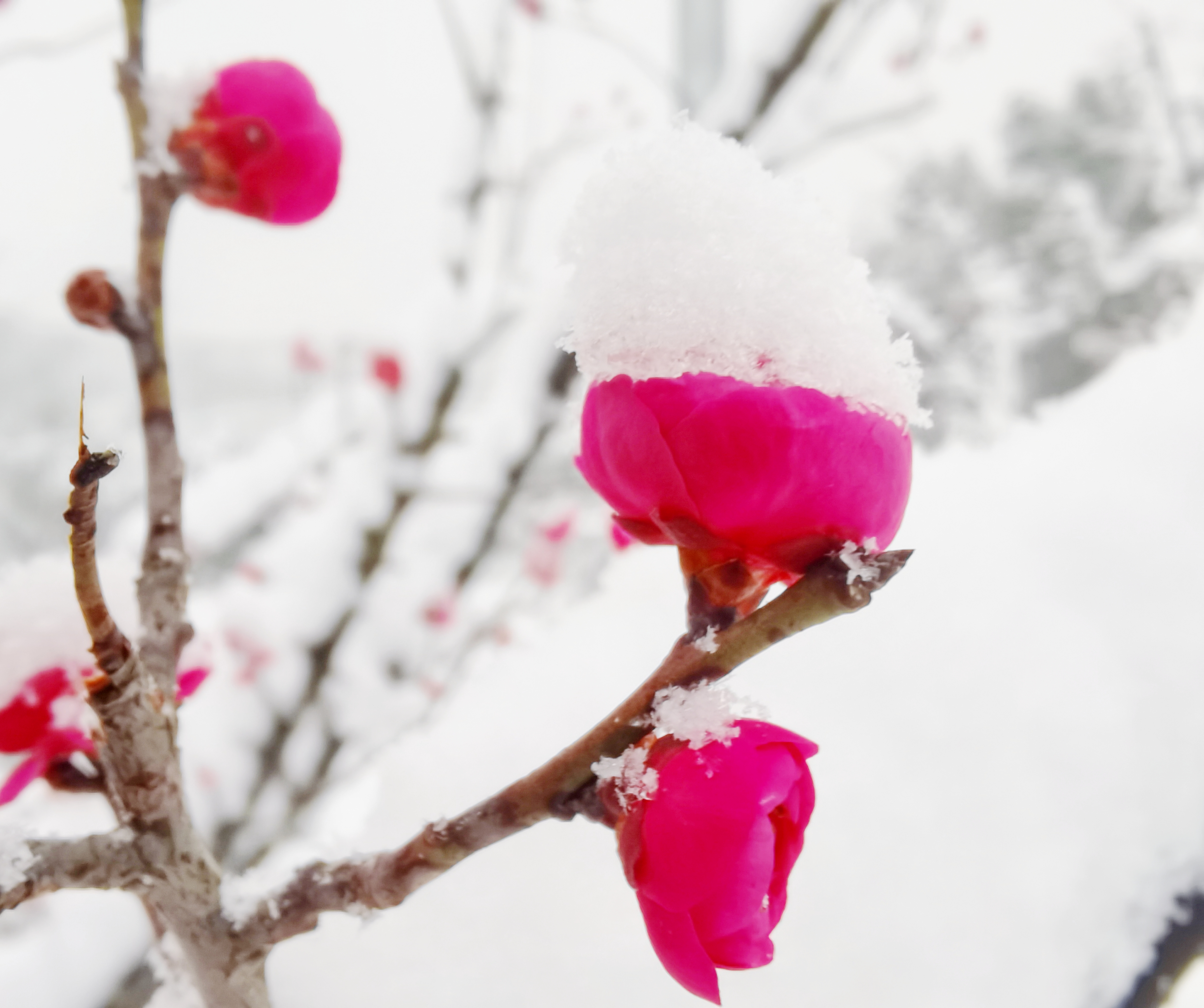 白雪红梅唯美图片