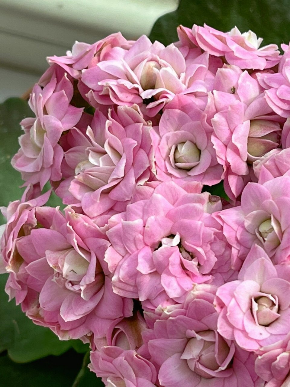 长寿花(136)璎珞