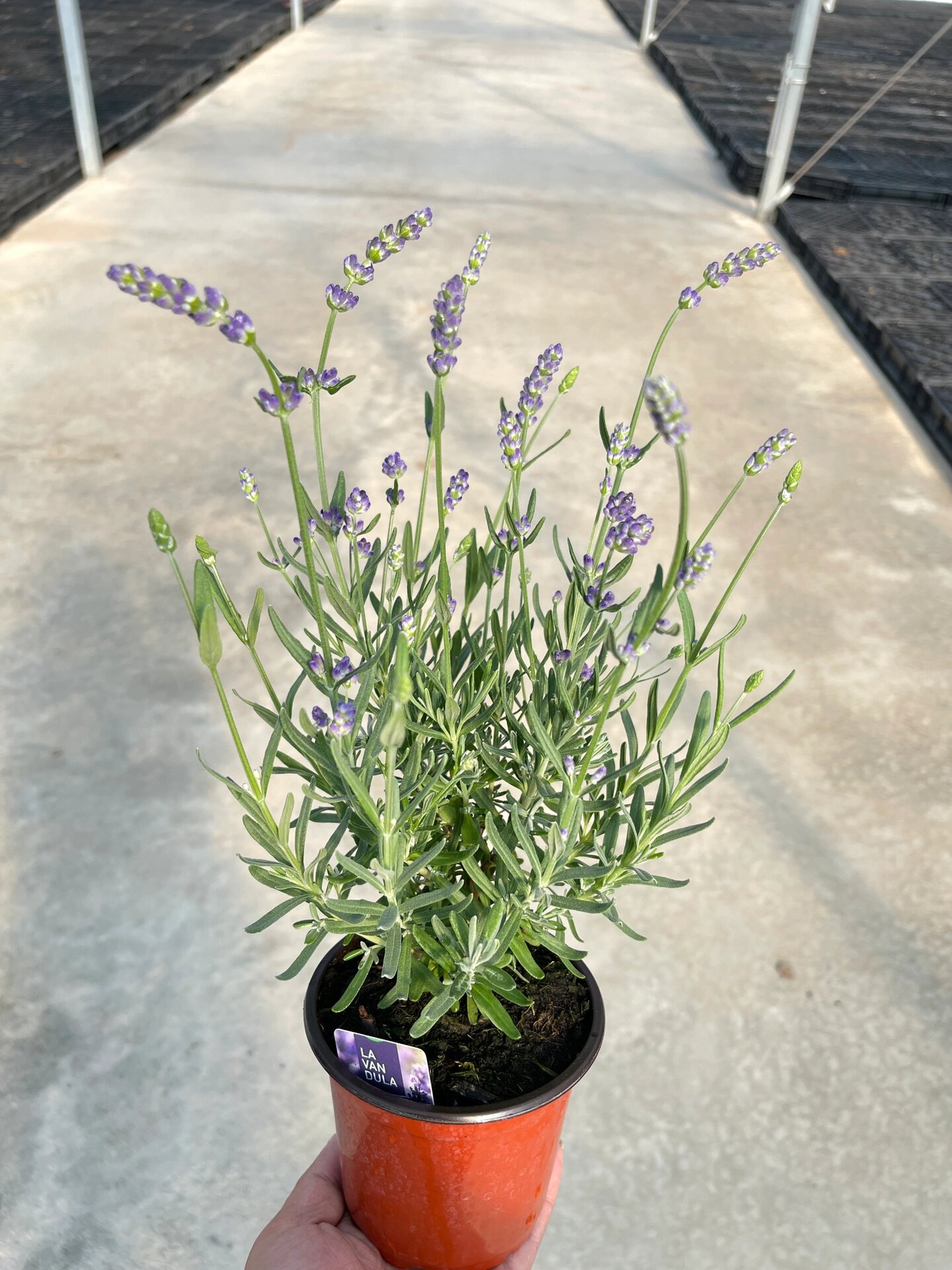 盆栽薰衣草花香浓郁