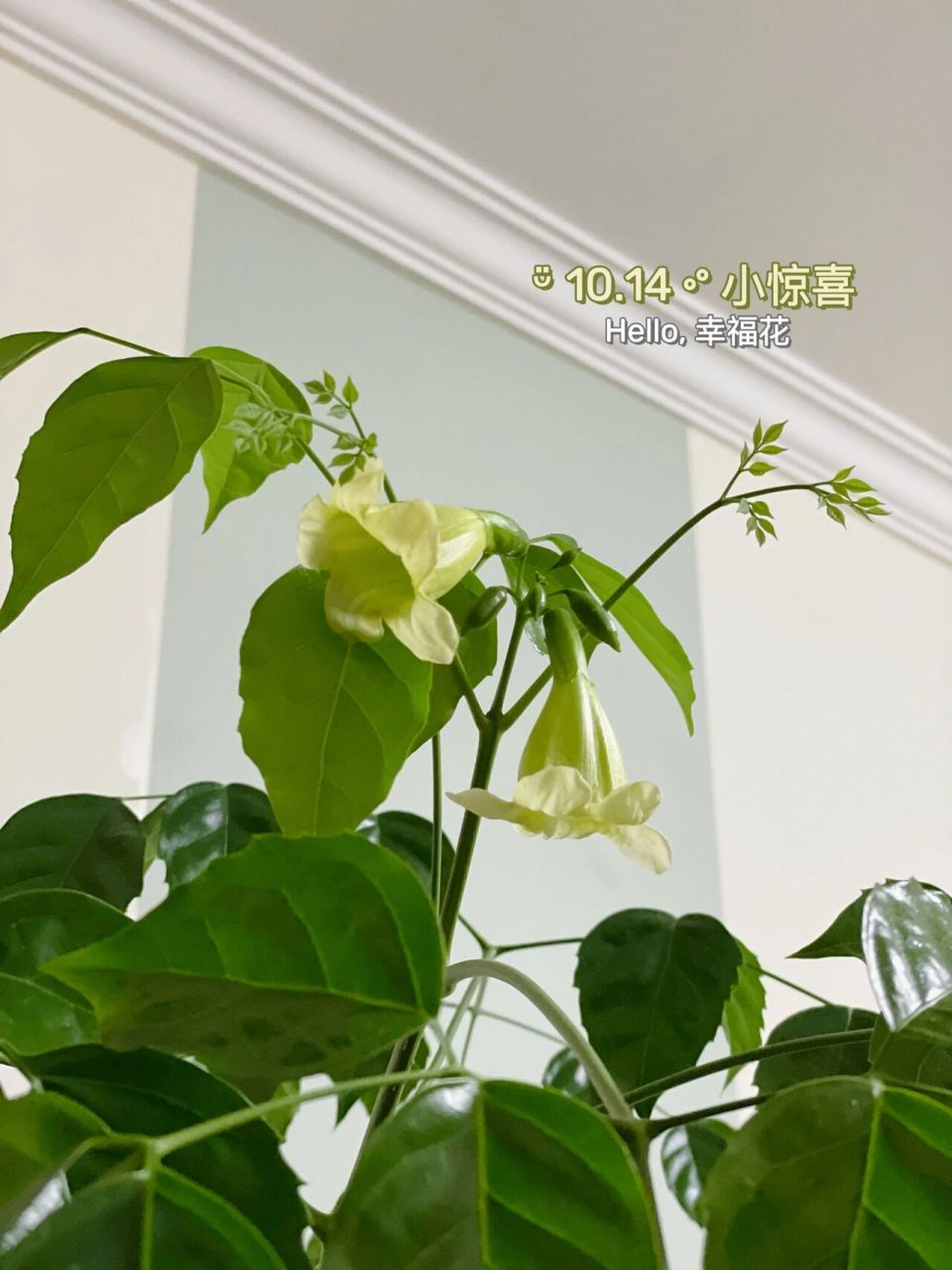 幸福树开花了,小幸运～ 养了一年多,晚上一抬头,哇这是?花?