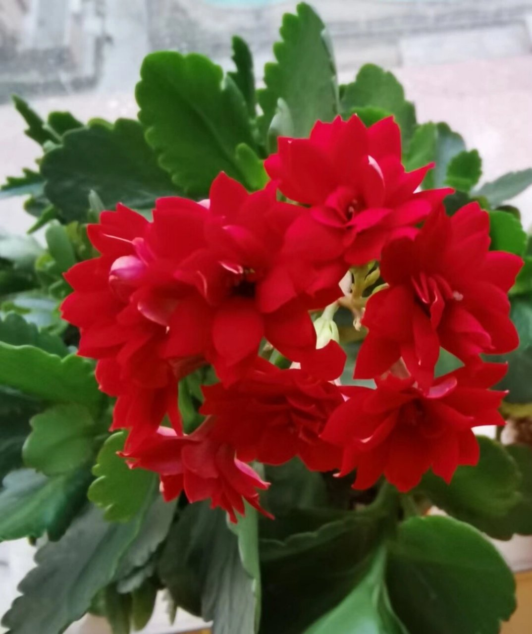 我的长寿花3号阿玛朵 这个红色比之前的1号红色长寿更红,比1号的花朵