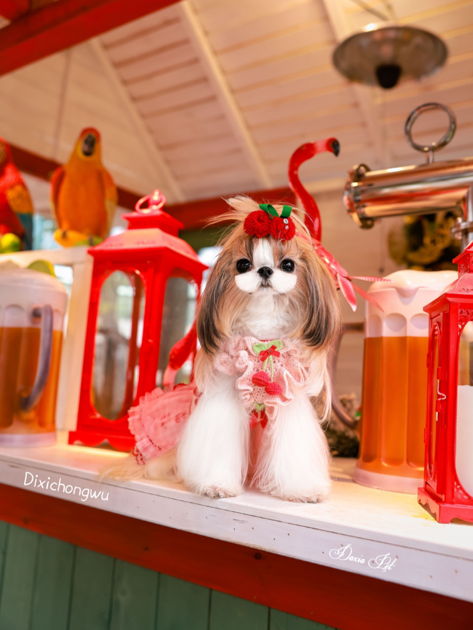 厦门西施02性格超乖的美妞儿～ 一转眼一岁77了也～ 看着你们一路